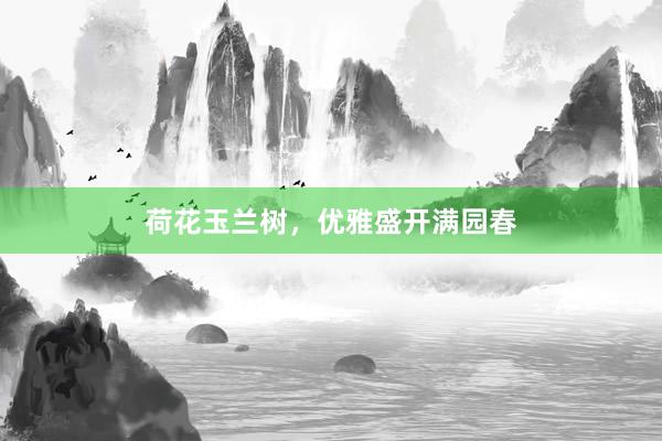荷花玉兰树，优雅盛开满园春
